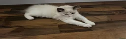 Ragdoll cats for sale: Ragdoll kittens for sale  - Advert 23
