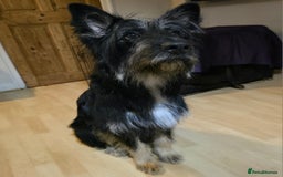 Mixed Breed dogs for sale: Meet Coco - Image 1