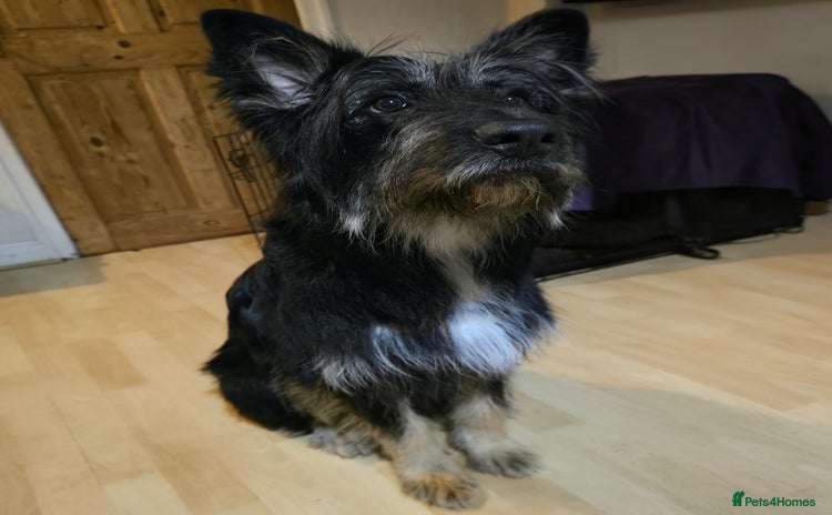 Mixed Breed dogs - Advert 1