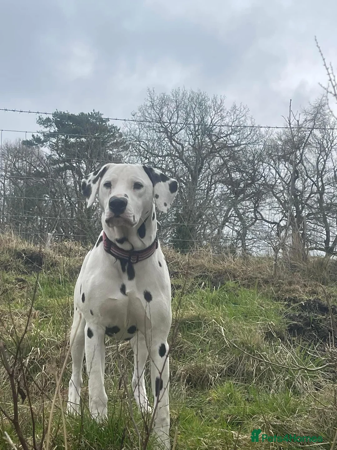 Dalmatian dogs for stud: CRUFTS QUALIFIED FOR LIFE HEALTH TESTED in Aberdare - Advert 17