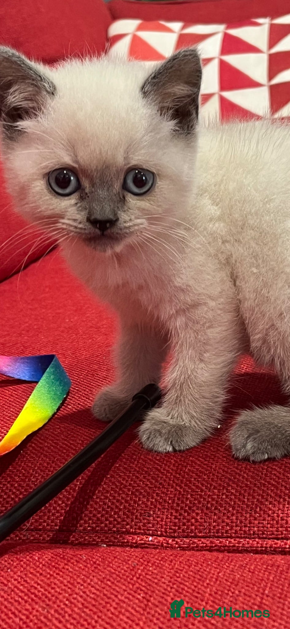 British Shorthair cats for sale: Stunning pure British Shorthaired Kittens  - Advert 9
