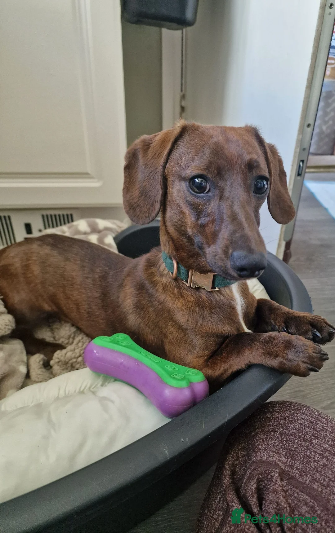 Dachshund dogs for sale: 9 month old daschound boy  - Advert 1