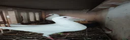 Pigeons birds for sale: Young pure white logan racing pigeons for sale - Advert 3