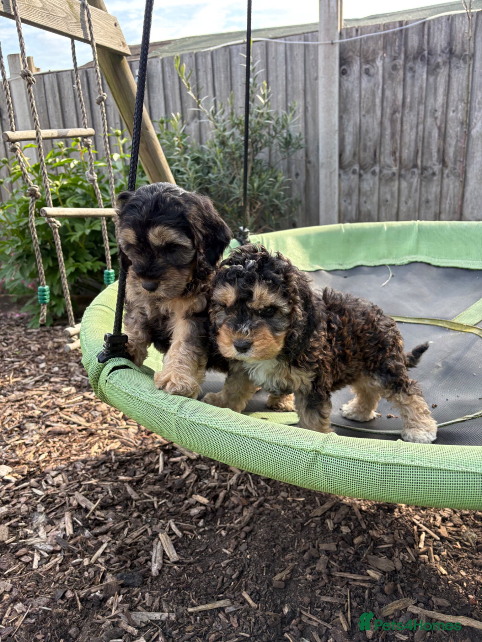 Cockapoo dogs Gorgeous Cockerpoos  - Advert 15