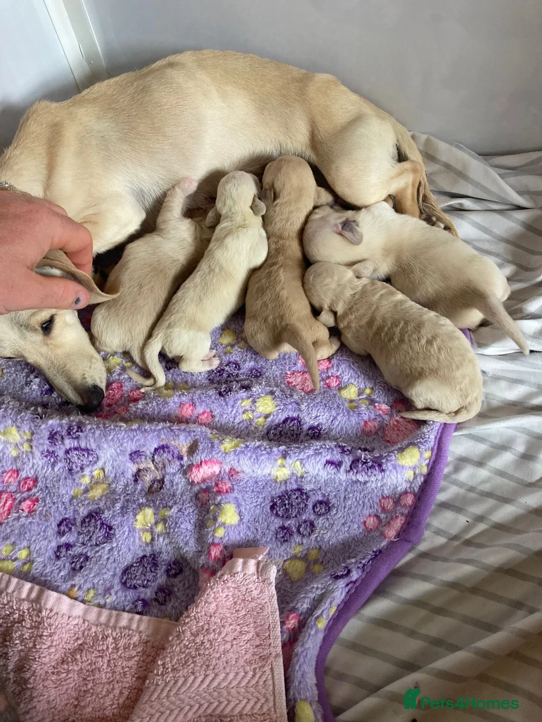 Miniature Dachshund dogs for sale: KC CLR Long Hair Cream Mini Dachshunds - Advert 11