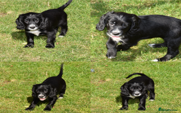 Cocker Spaniel dogs for sale: Kc Reg Working Cocker Spaniels. - Image 4