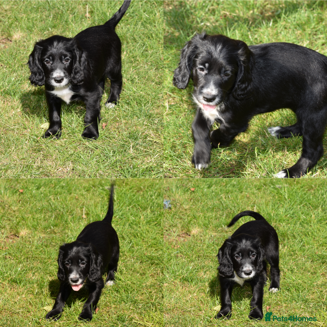 Cocker Spaniel dogs for sale: Kc Reg Working Cocker Spaniels. - Image 4