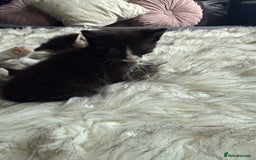 Mixed Breed cats for sale: Mix breed - Image 4