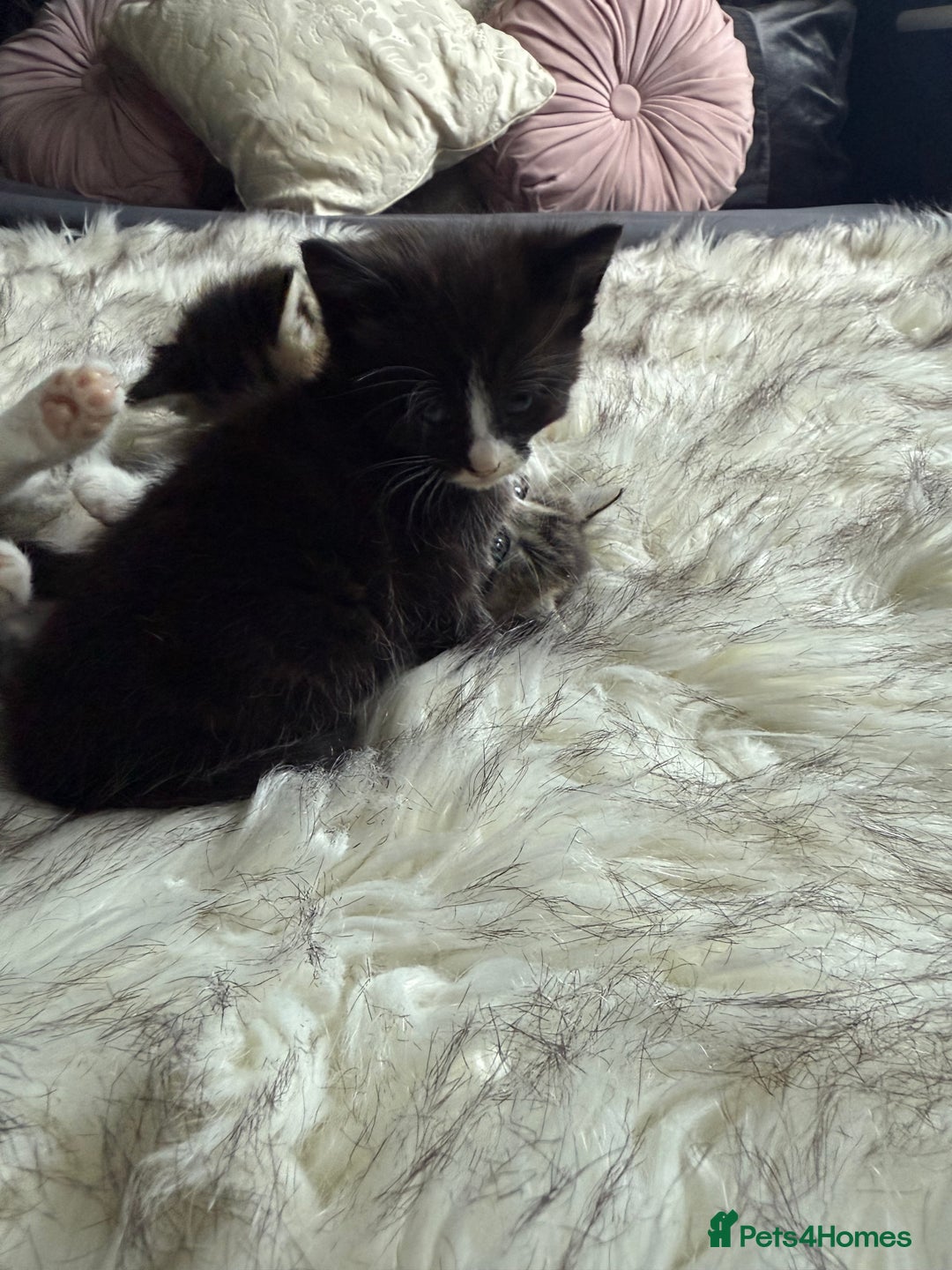 Mixed Breed cats for sale: Mix breed - Image 4