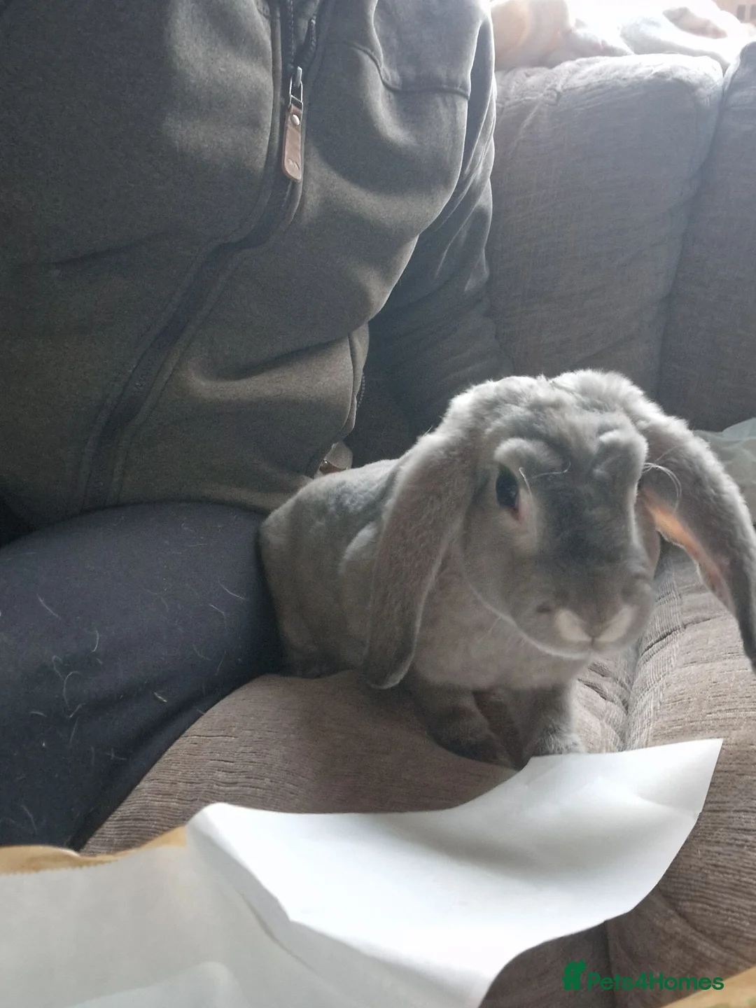 Mixed Breed rabbits for sale: Two bonded girls for sale  - Advert 2