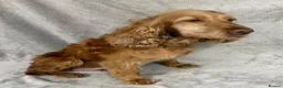 Cocker Spaniel dogs for sale: Show-type cocker spaniels in Maidstone - Advert 11