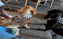 Labradoodle dogs for sale: Miniature labradoodle  - Advert 4