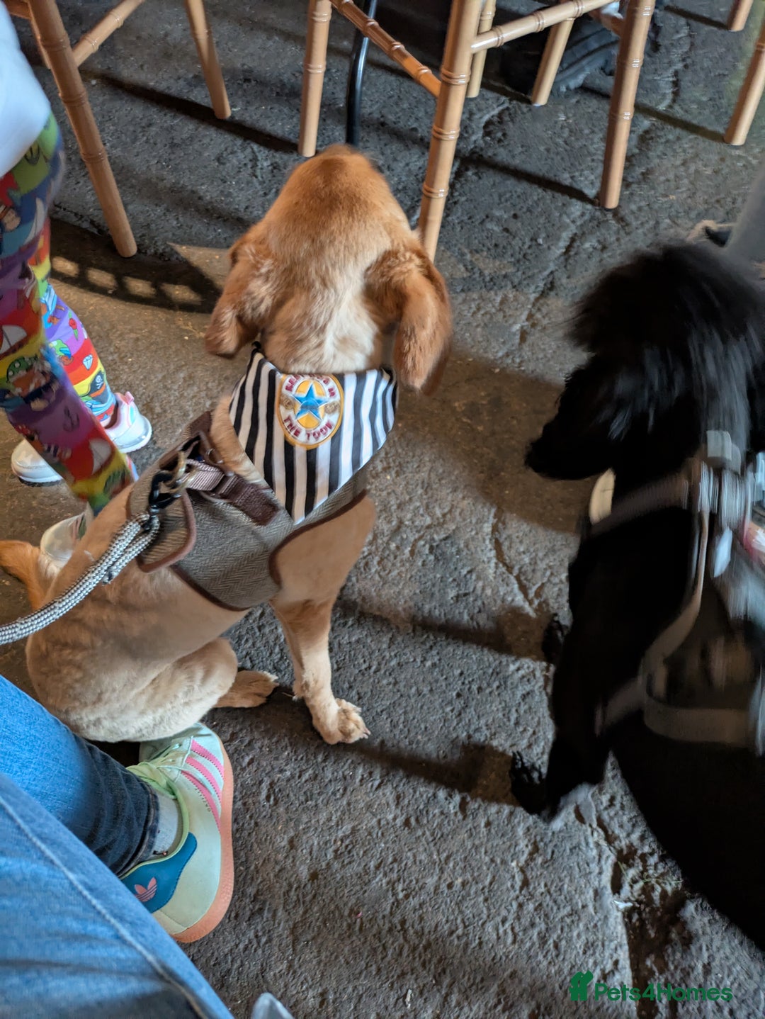 Labradoodle dogs for sale: Miniature labradoodle  - Advert 4