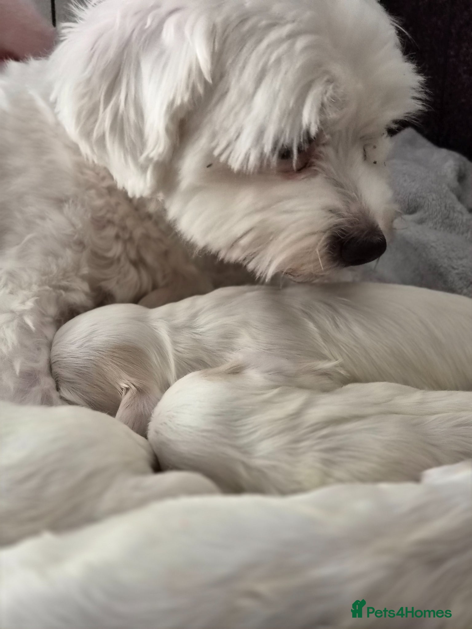 Maltese dogs Beautiful Maltese pupies - Advert 1