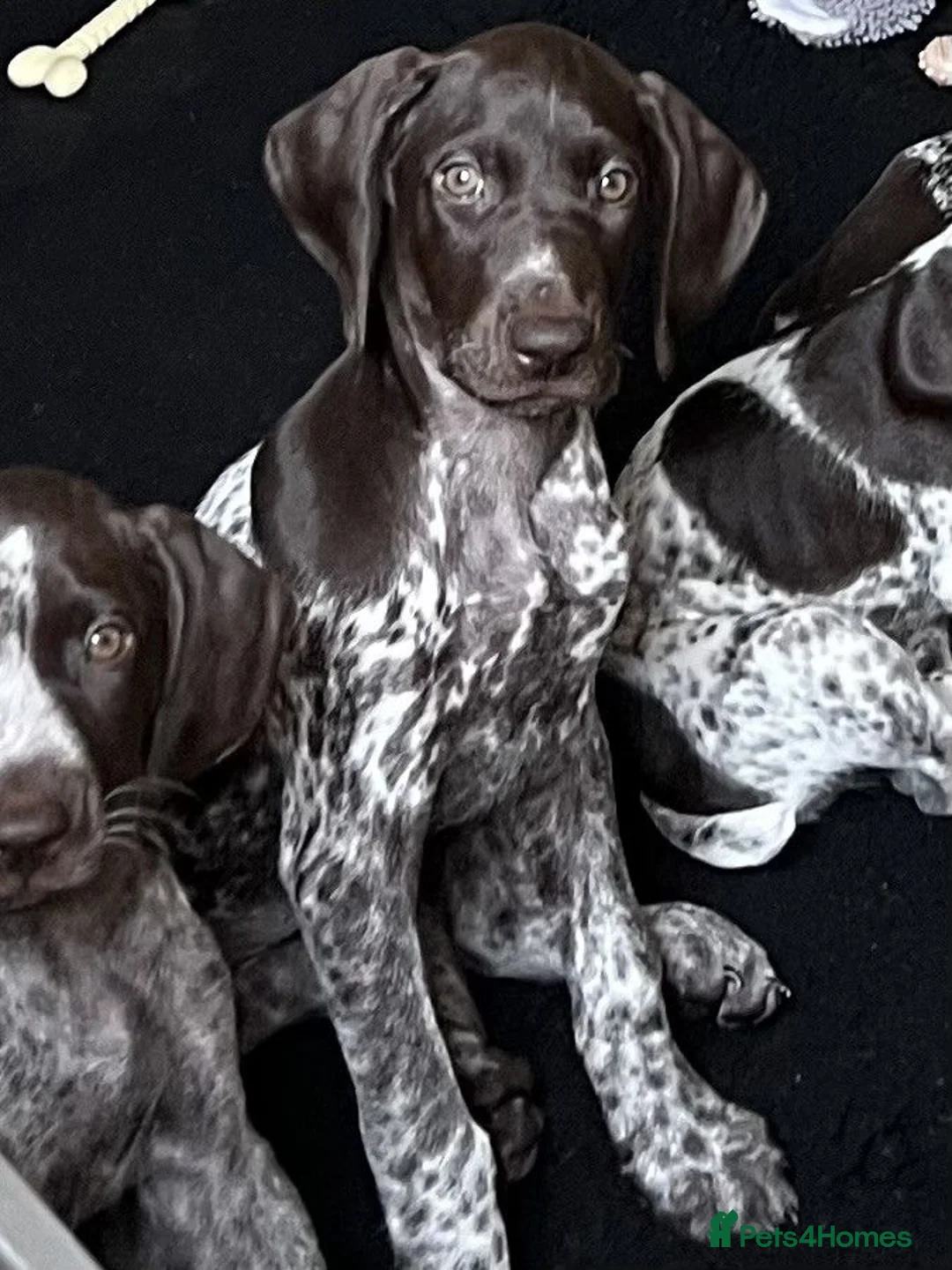 German Shorthaired Pointer dogs for sale: Superb GSP pups, one bitch, one dog  in York - Advert 2