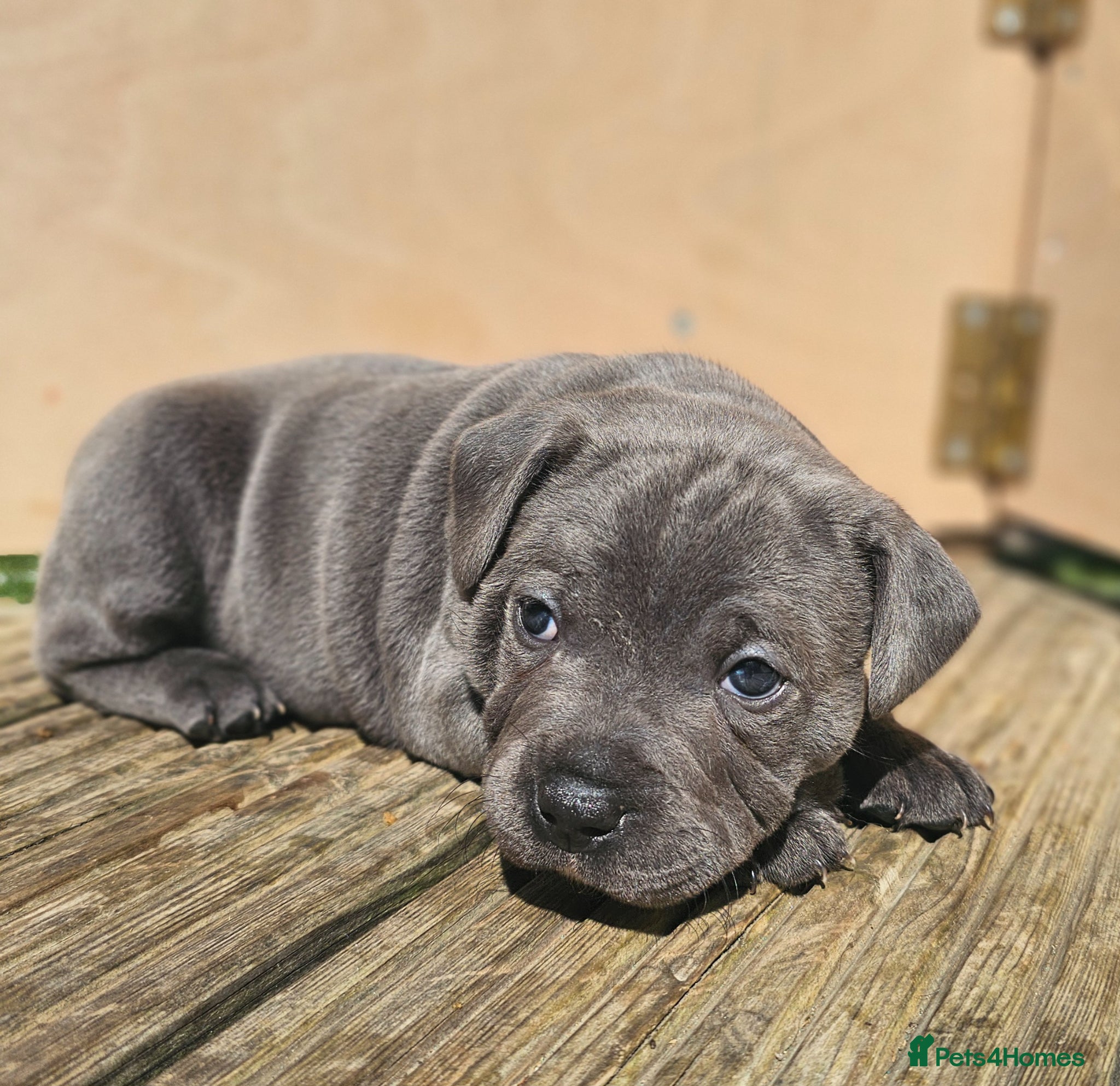 Staffordshire Bull Terrier dogs 💙Blue Staff Pups, KC Reg, 1 boy & 1 girl left💙🐾 - Advert 1