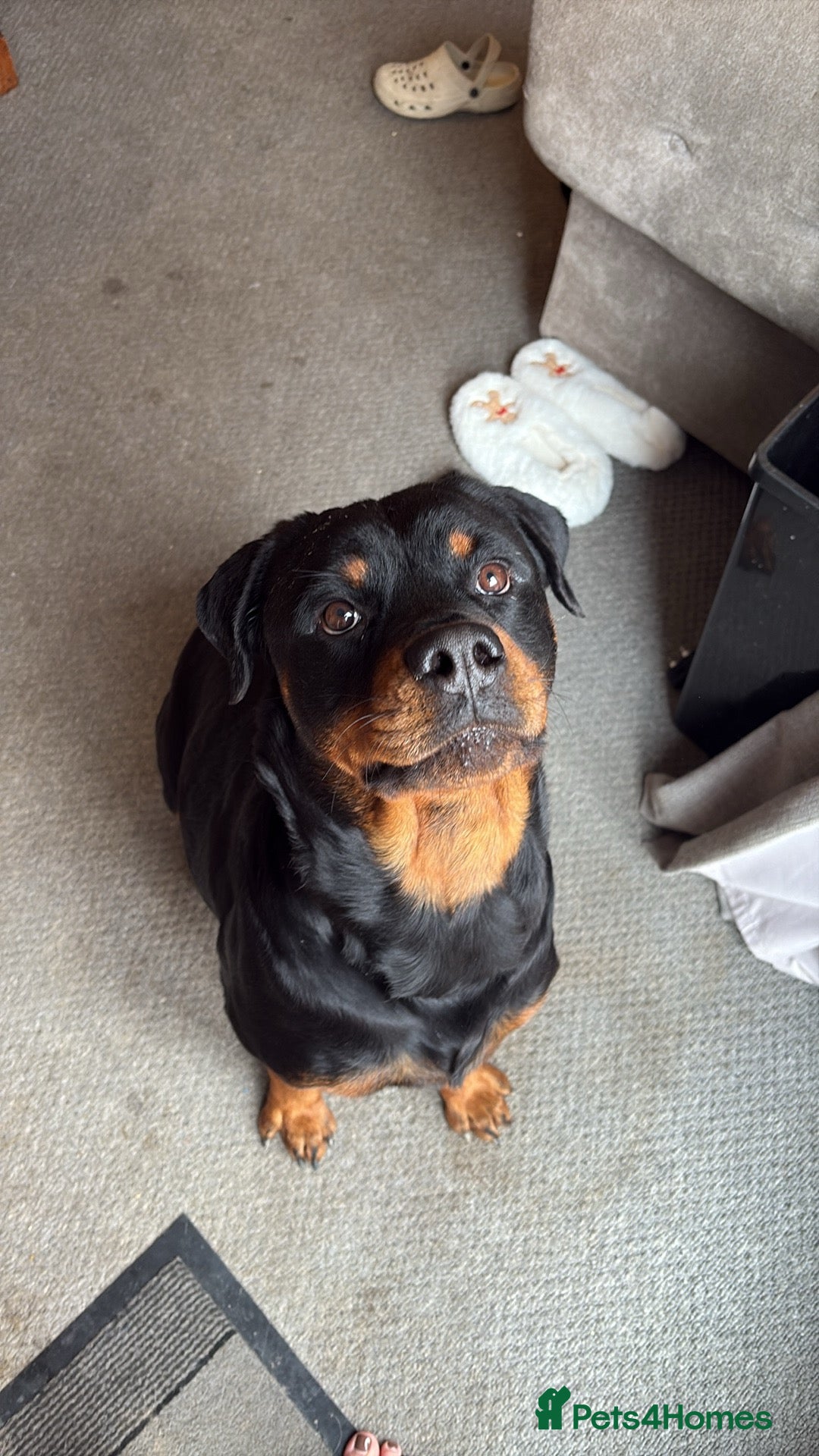 Rottweiler dogs 3 chunky KC registered girls for sale - Advert 2