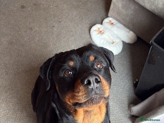 Rottweiler dogs 3 chunky KC registered girls for sale - Advert 1