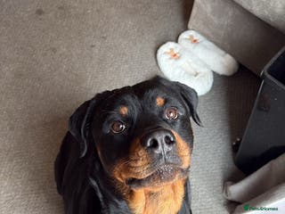 Rottweiler dogs 3 chunky KC registered girls for sale - Advert 5