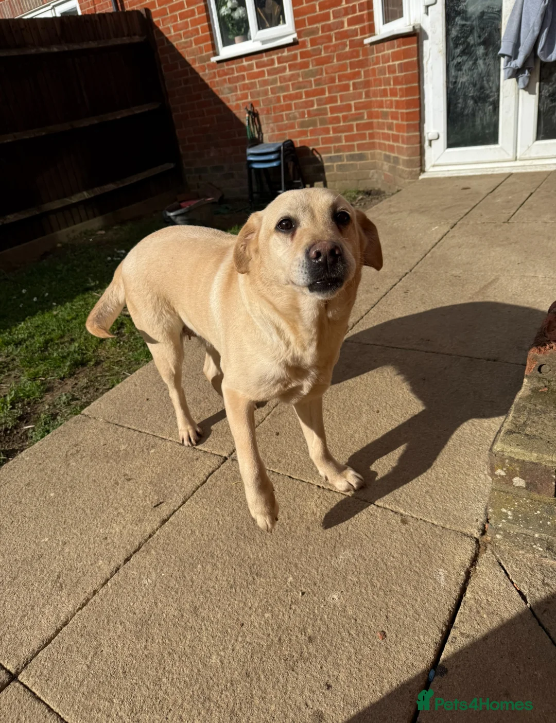 Labrador Retriever dogs for sale: Loving Labrador looking for a new home - Advert 6