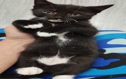British Shorthair cats for sale: Kittens search new homes  - Image 1