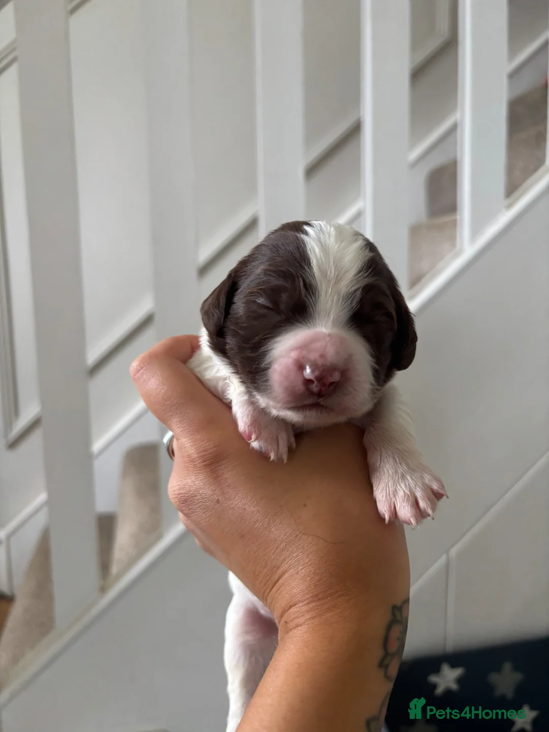 English Springer Spaniel dogs for sale: Working Pure Springer Spaniel Puppies  - Advert 2