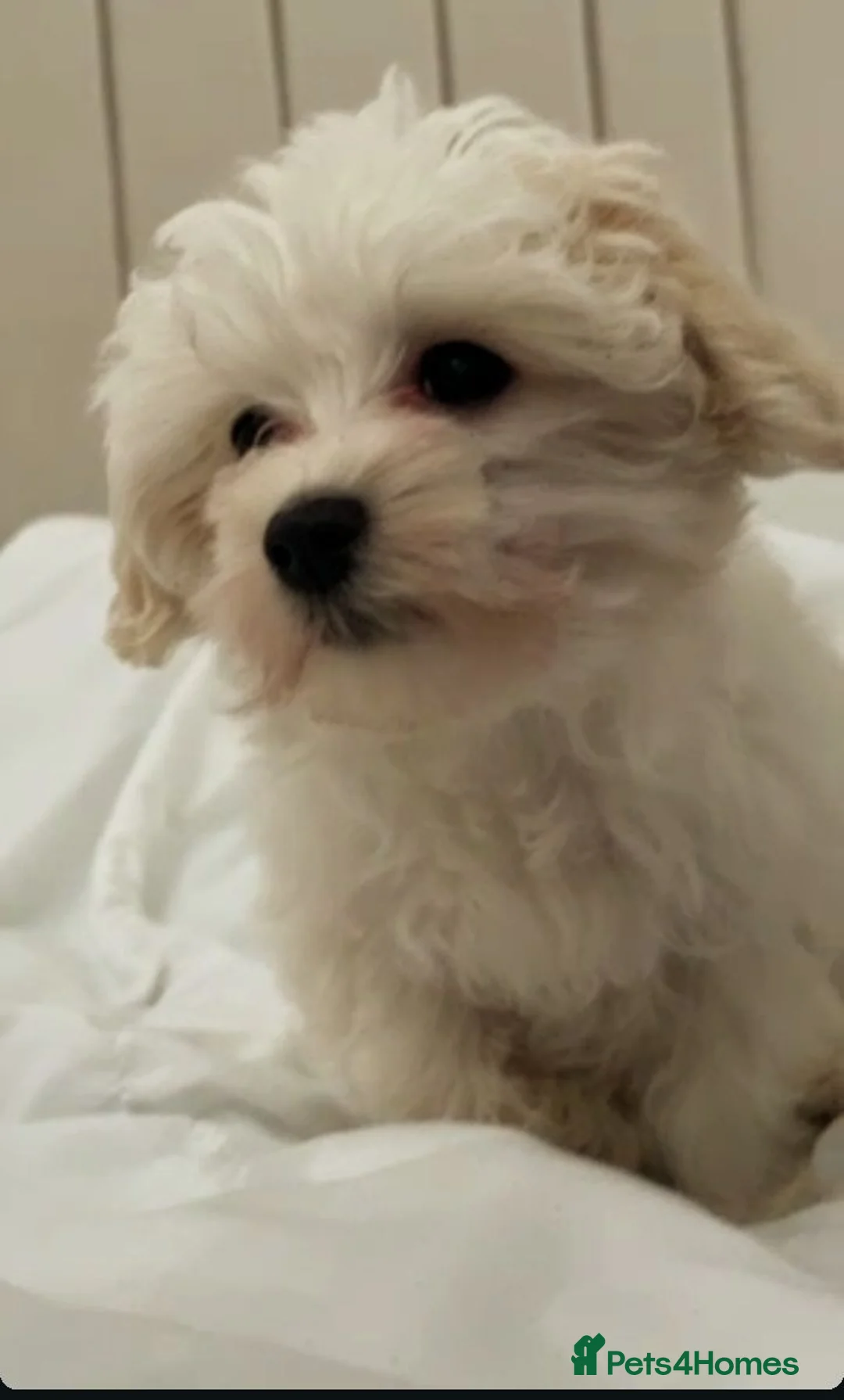 Maltese dogs for sale: Maltese  - Advert 2