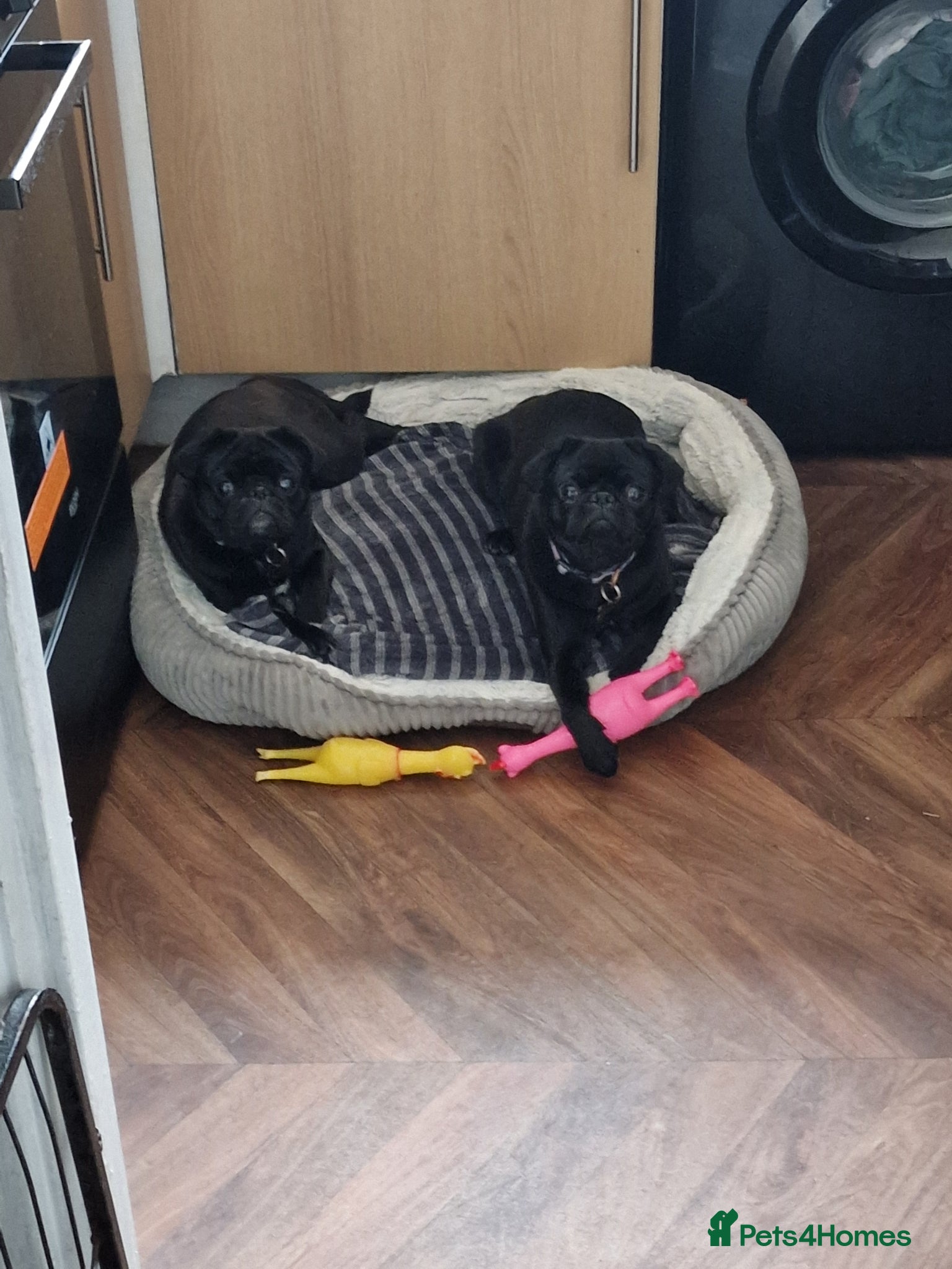 Pug dogs 2 year old pugs to go together - Advert 1