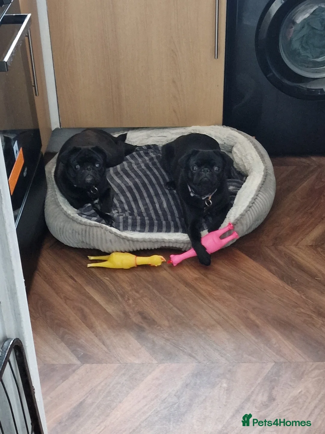 Pug dogs for sale: 2 year old pugs to go together - Advert 1