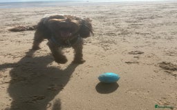 Cockapoo dogs for stud: For Stud - Image 2