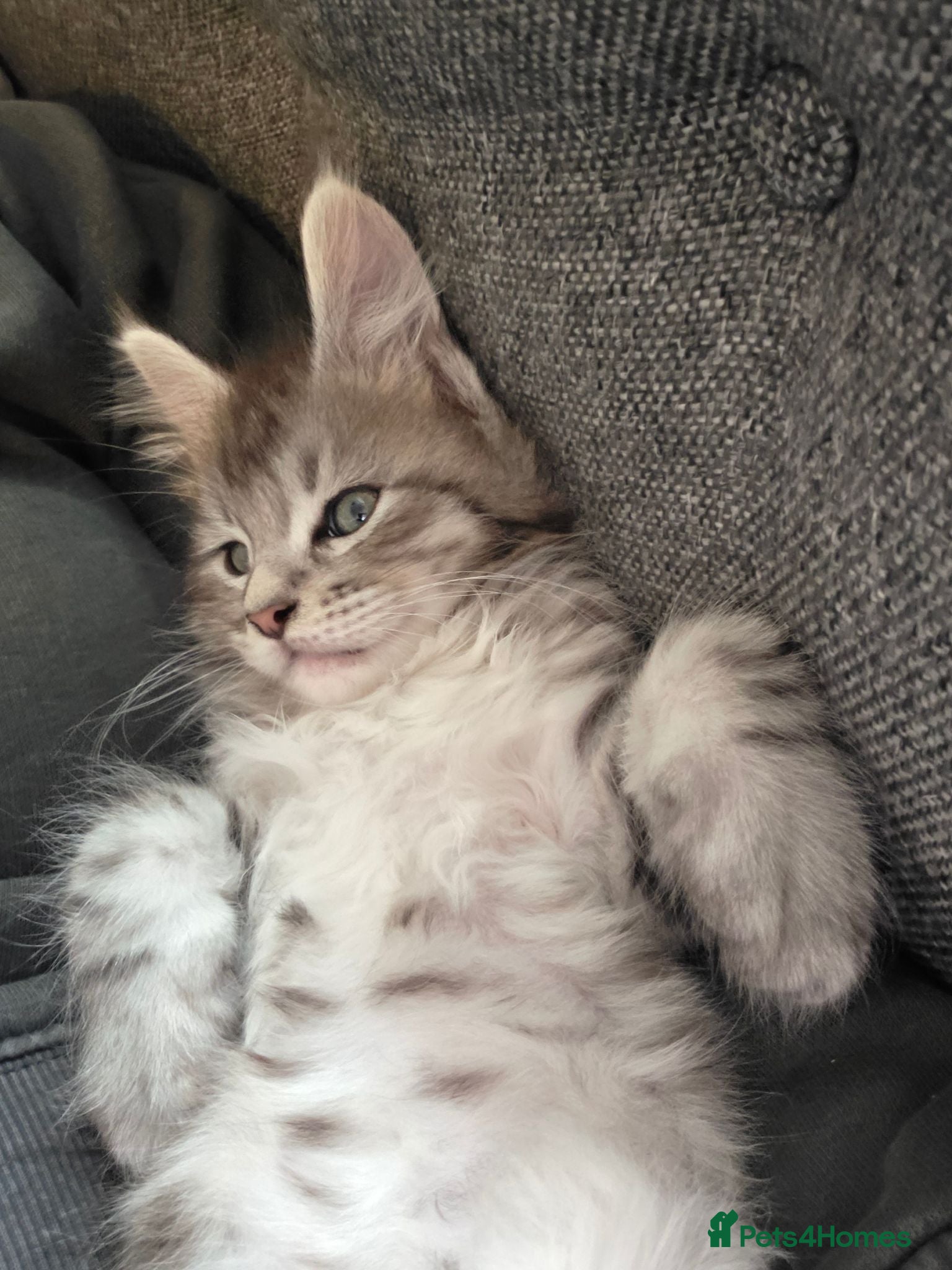 Maine Coon cats 3 beautiful maincoon kittens  - Advert 12