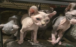 Sphynx cats for sale: Elf sphynx - Image 2