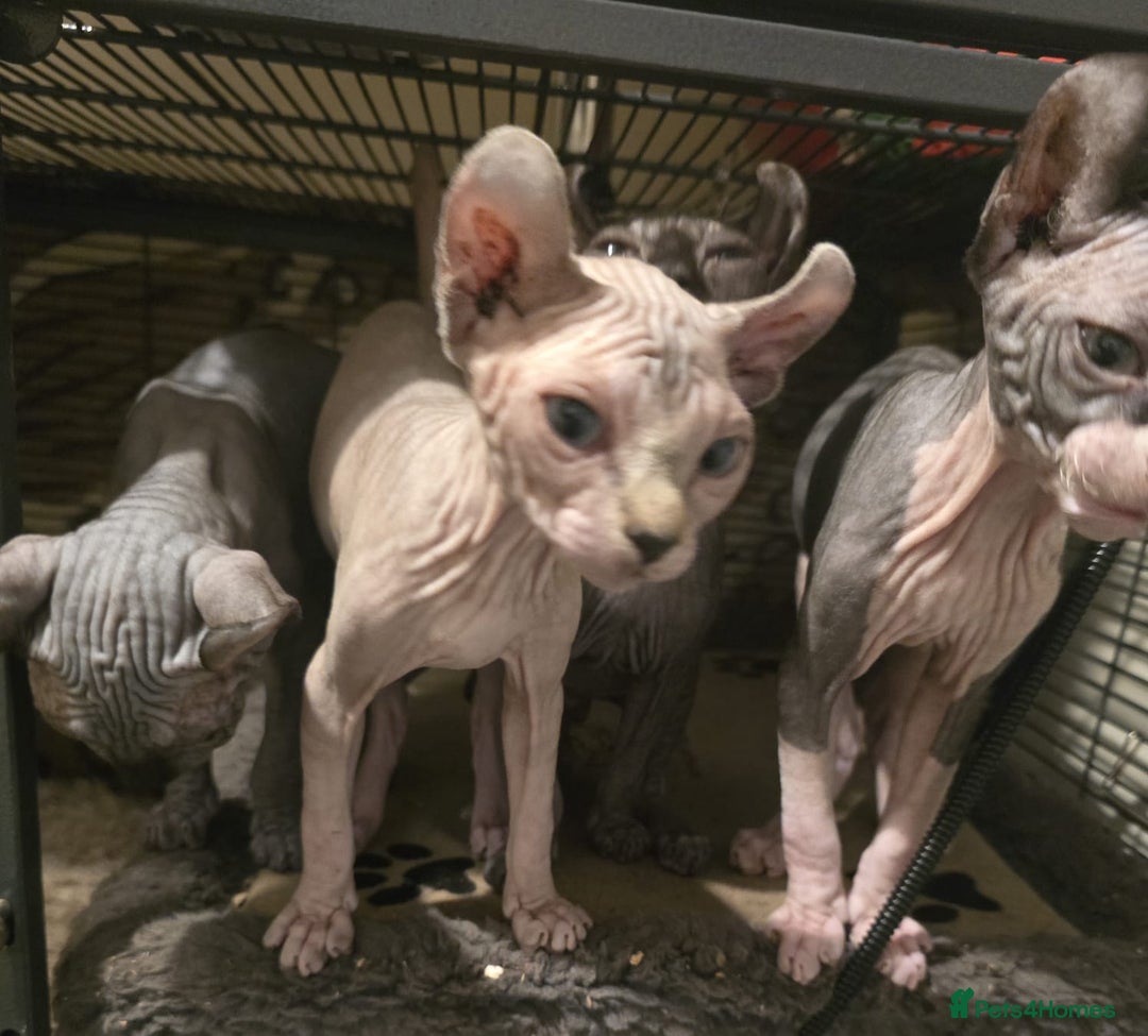 Sphynx cats for sale: Elf sphynx - Image 2