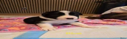 Border Collie dogs for sale: BORDER COLLIE PUPPIES – BEAUTIFUL LITTER OF 9  in Wishaw - Advert 18