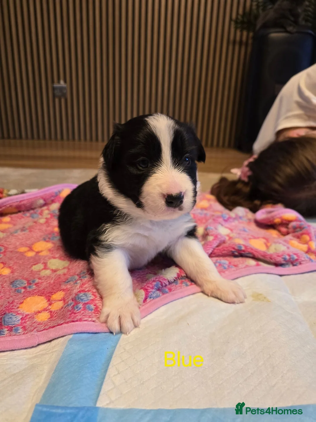 Border Collie dogs for sale: BORDER COLLIE PUPPIES – BEAUTIFUL LITTER OF 9  in Wishaw - Advert 18