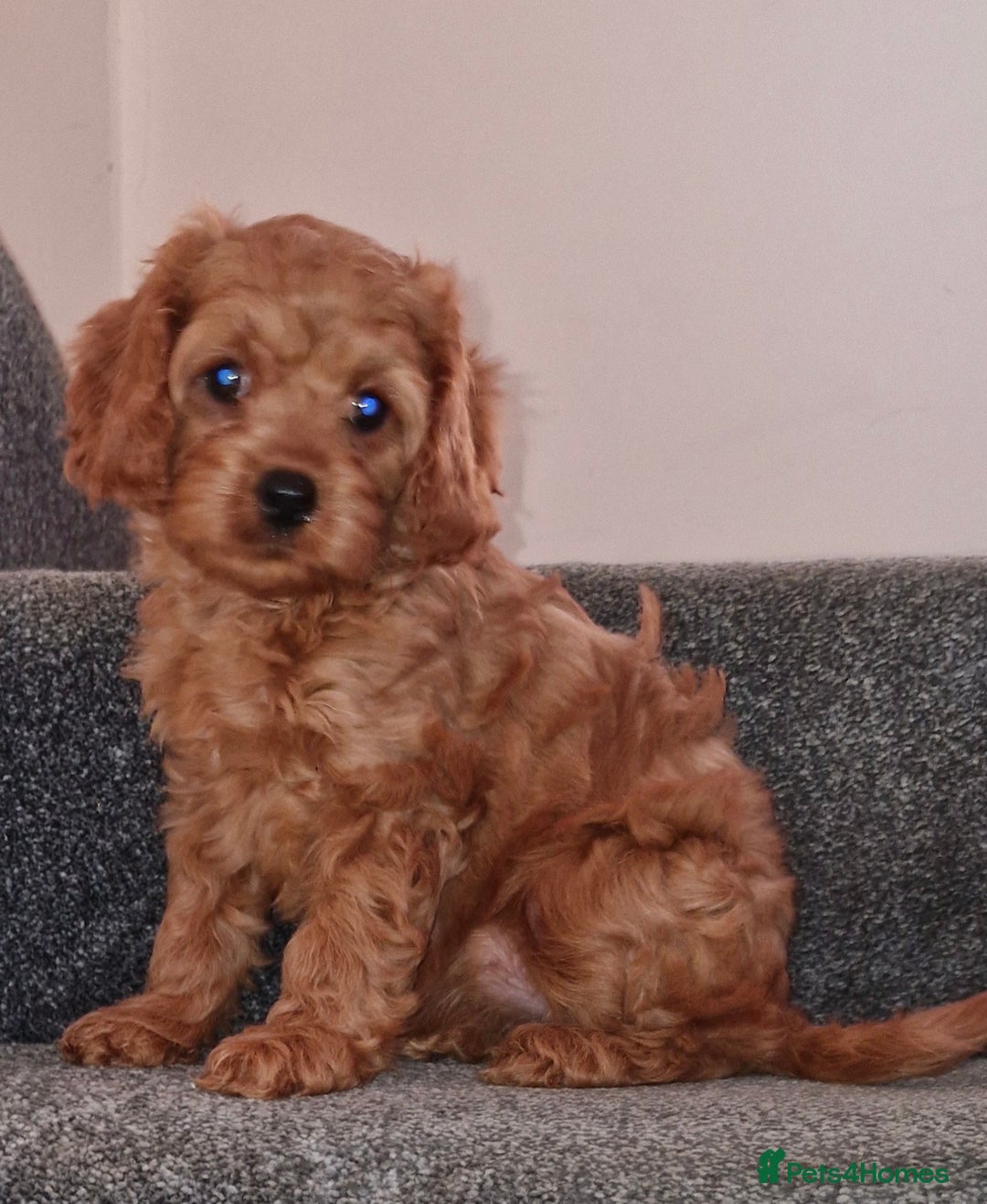 Cavapoo dogs for sale: Health tested Cavapoo puppies  - Image 3