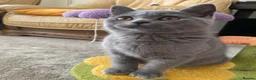 British Shorthair cats for sale: Last Exclusive Pedigree British Shorthair Girl in Bournemouth - Advert 13