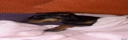 Miniature Dachshund dogs for sale: Beautiful Fully health check mini Dachshund pups - Advert 17