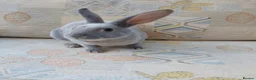 Rex rabbits for sale: Lilac otter girl  - Advert 6