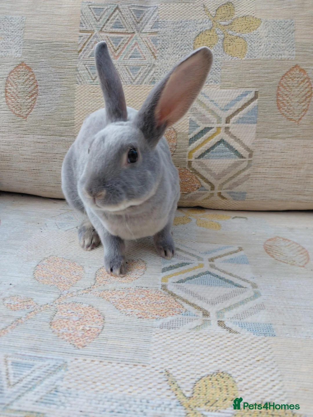 Rex rabbits for sale: Lilac otter girl  - Advert 6