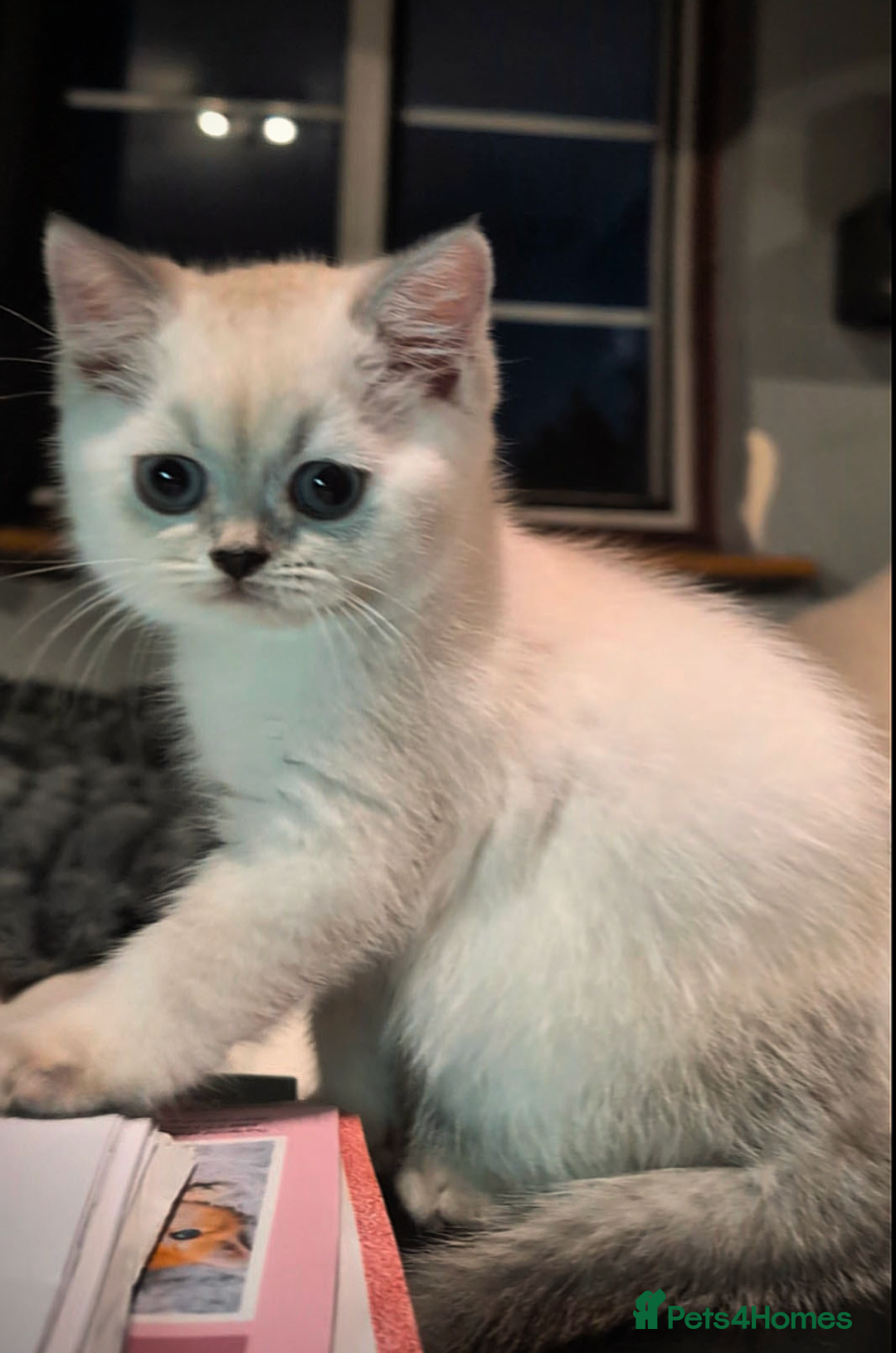 British Shorthair cats for sale: 💙❤️COLORPOINT 🐾BSH 🏆GCCF & TICA reg - Image 18