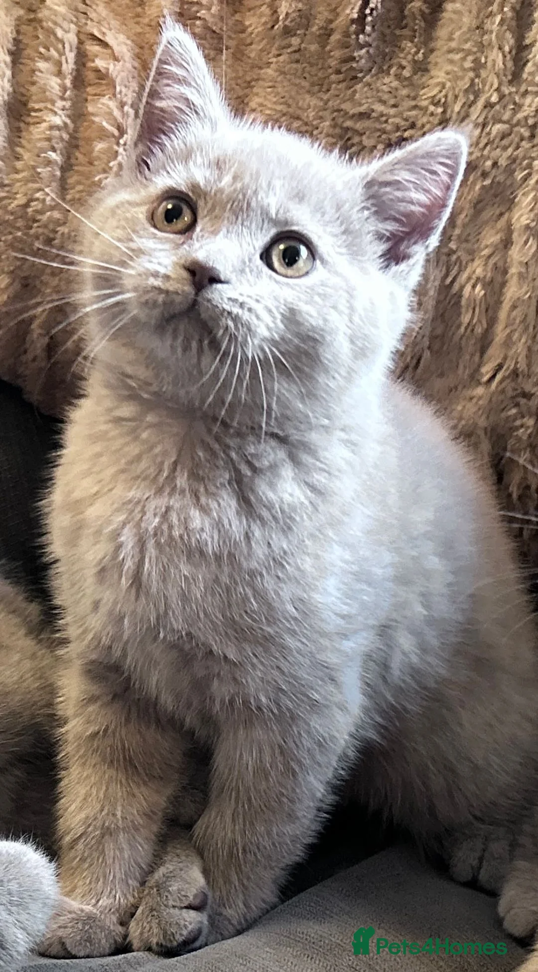 British Shorthair cats for sale: Pure pedigree British shorthair kittenS - Advert 2