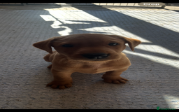 Labrador Retriever dogs for sale: Stunning fox red & black Labrador puppies  - Image 16