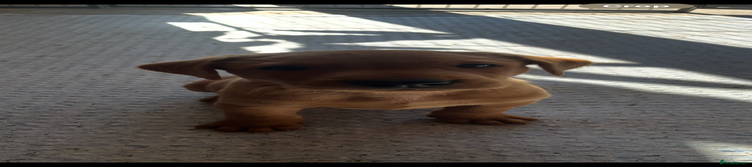 Labrador Retriever Puppy 1