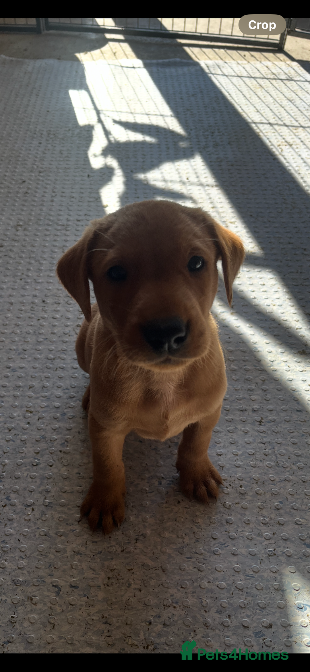 Labrador Retriever dogs for sale: Stunning fox red & black Labrador puppies  - Image 16