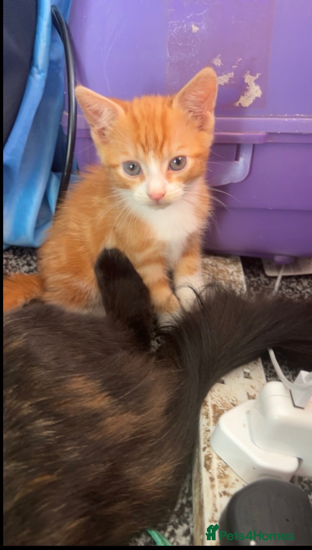 Domestic Shorthair cats for sale: Male tabby kitten - Image 2