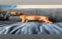 Boxer dogs for sale: BEAUTIFUL BOXER PUPPIES (HEARTSCORED PARENTS) - Image 4