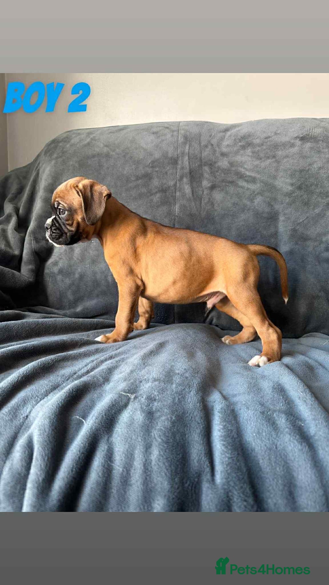 Boxer dogs for sale: BEAUTIFUL BOXER PUPPIES (HEARTSCORED PARENTS) - Image 4