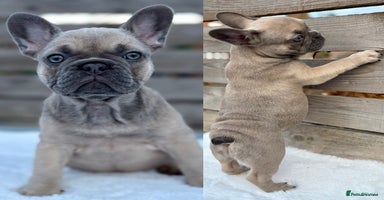 French Bulldog dogs - Advert 10