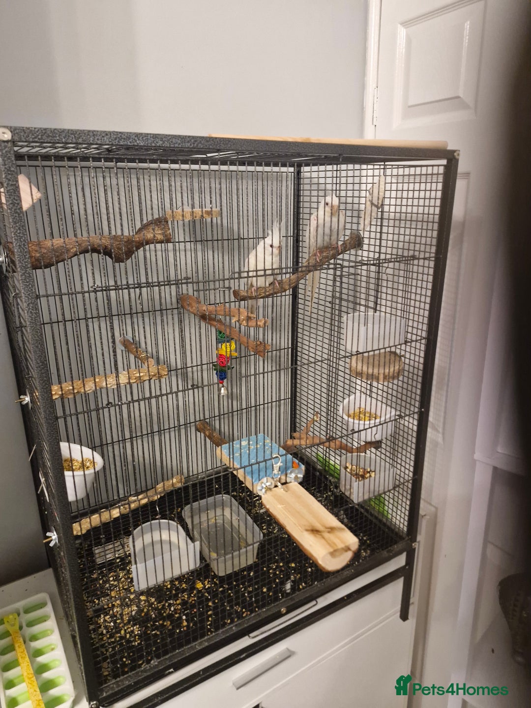 Cockatiels birds for sale: Cockatiel  - Advert 14